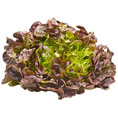 Lettuce Oakleaf Red 200g Netherlands